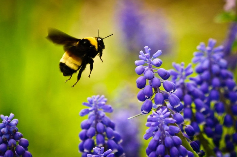 one animal, bumblebee, no people, 720P, plant, animal, fragility, flower, pollination, animal wildlife, vulnerability, bees, animals in the wild, petal