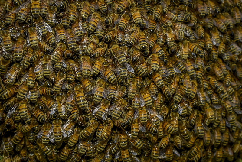 bees, nature, 1080P