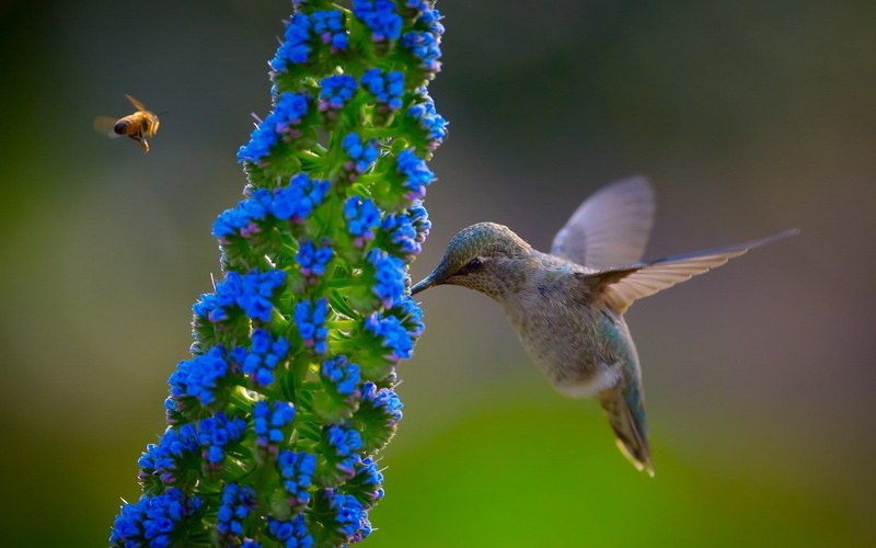 bird, flapping, outdoors, flower, spread wings, flower head, motion, pollination, flowering plant, animals in the wild, close-up, hovering, focus on foreground