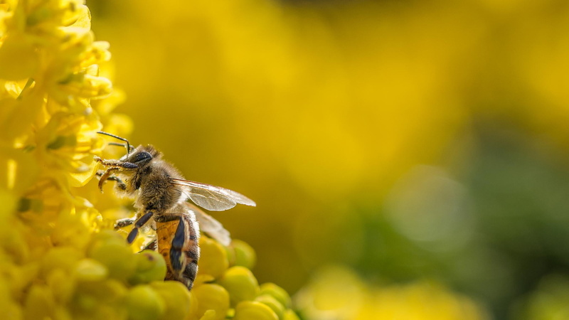 animal, bees, insect, plant, flower head, photography, 1080P, vulnerability, petal, invertebrate, growth, pollination, close-up, yellow, beauty in nature
