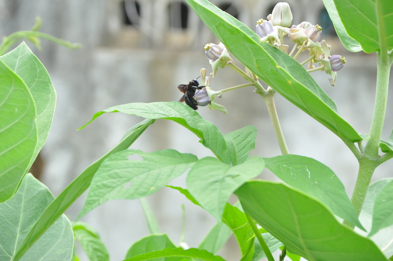 focus on foreground, nature, outdoors, freshness, no people, animal, 4K, green color, insect, day, animal wildlife, plant, invertebrate, bees, one animal