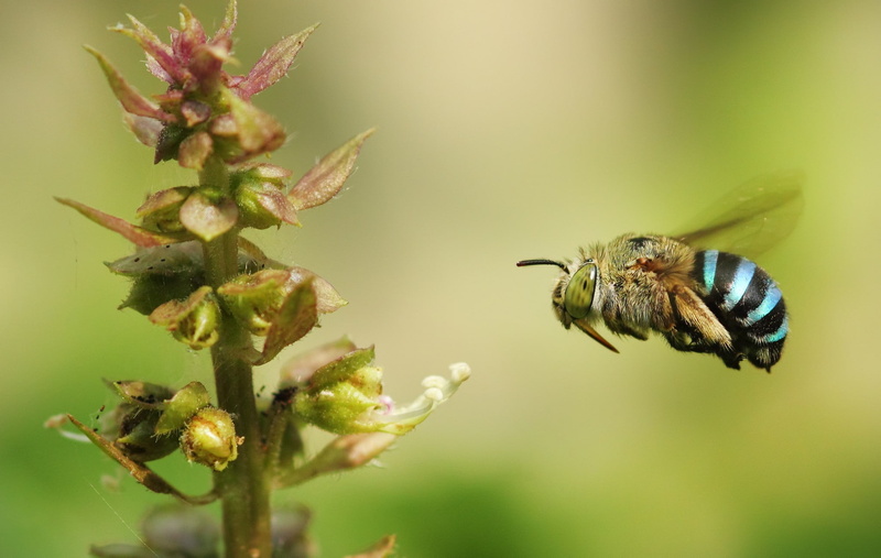 plants, animal themes, growth, no people, flower, fragility, beauty in nature, animal wildlife, flowering plant, plant, animal, insect, one animal, nature