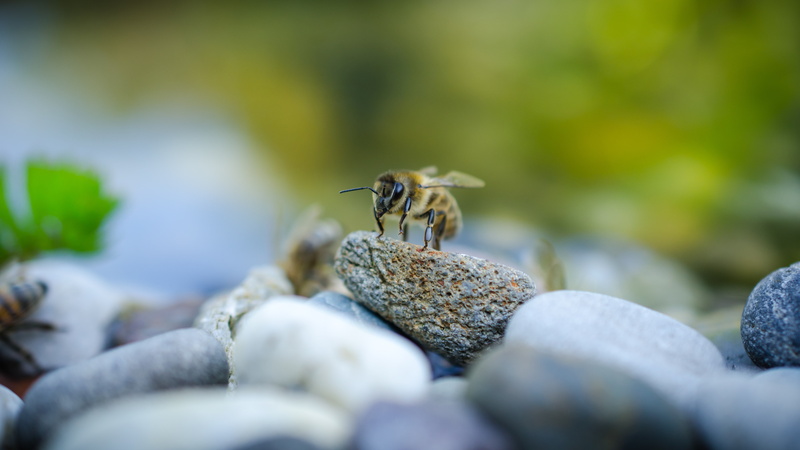 outdoors, zoology, bees, animal themes, nature, marine, animals, day, insect, 4K, rock, animals in the wild, one animal, animal wildlife, selective focus