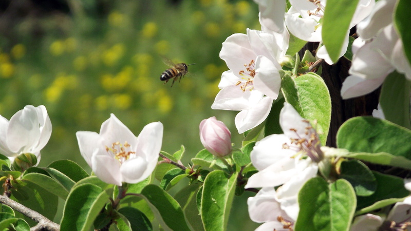 white flowers, flower, animal themes, close-up, animal, insect, springtime, outdoors, fragility, spring, animals in the wild, growth, black, vulnerability