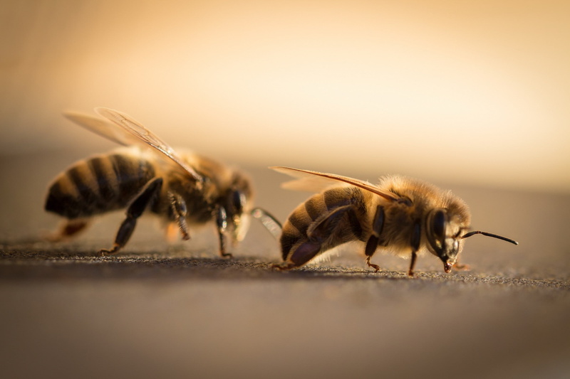 macro, bees, animals, 2K