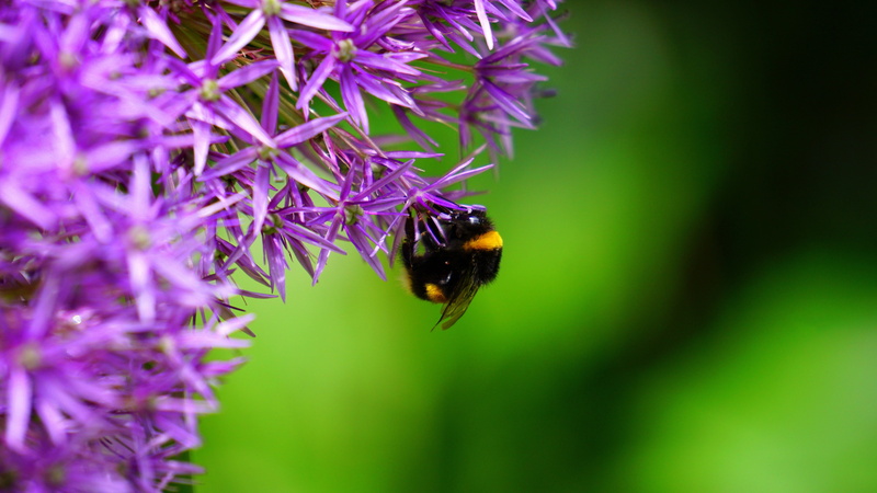 vulnerability, animal themes, insect, animal, growth, flowers, one animal, flower, nature, bees, bumblebee, invertebrate, pollination, animal wildlife