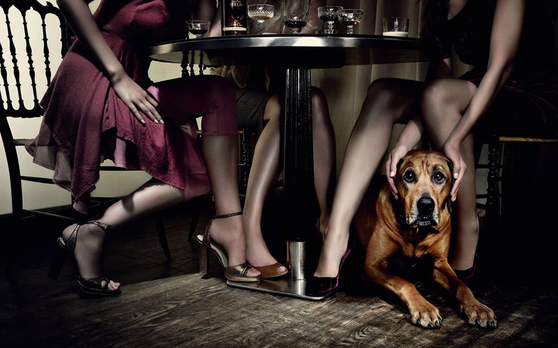 adult, people, one animal, portrait, great, human limb, mammal, domestic animals, brown, domestic, pets, legs, shoe, table, seat, looking at camera, sitting