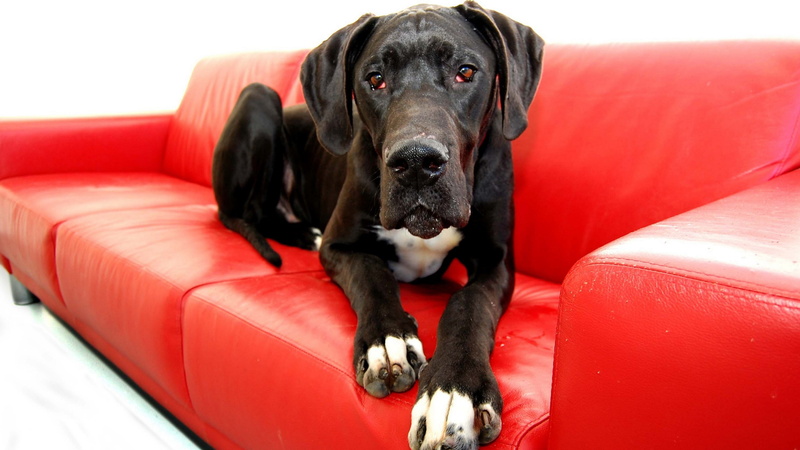 domestic animals, vertebrate, sofa, purebred dog, mammal, animal head, lying down, relaxation, red, canine, furniture, 4K, animal, indoors, domestic, black color