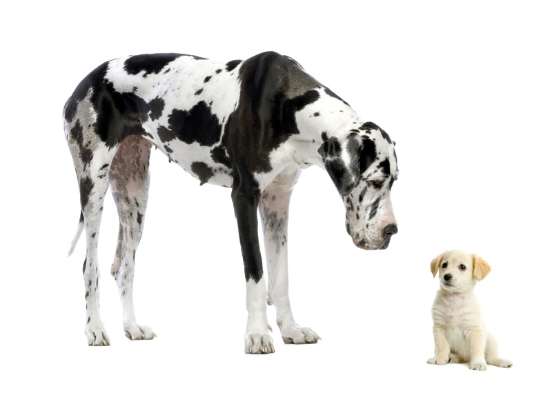 dogs, young animal, white background, pets, mammal, dog, domestic, animal themes, vertebrate, indoors, group of animals, Dane, studio shot, canine, 4K