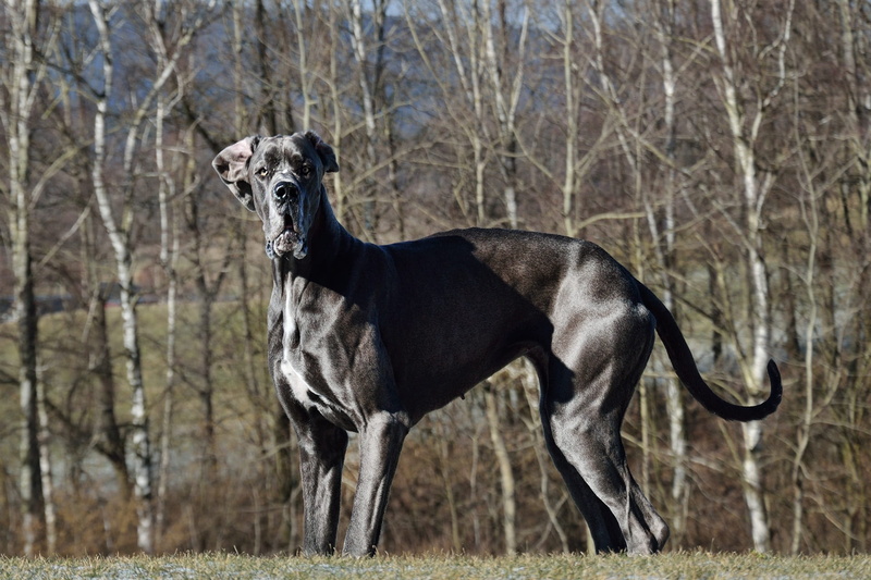 dog, tree, domestic animals, weimaraner, great dane, land, vertebrate, one animal, day, no people, nature, pets, animal themes, canine, standing, domestic