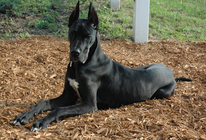 friendship, plant, purebred Dog, dark, 2K, day, no people, domestic, great, animals And Pets, animal themes, outdoors, nature, field, obedience, sitting