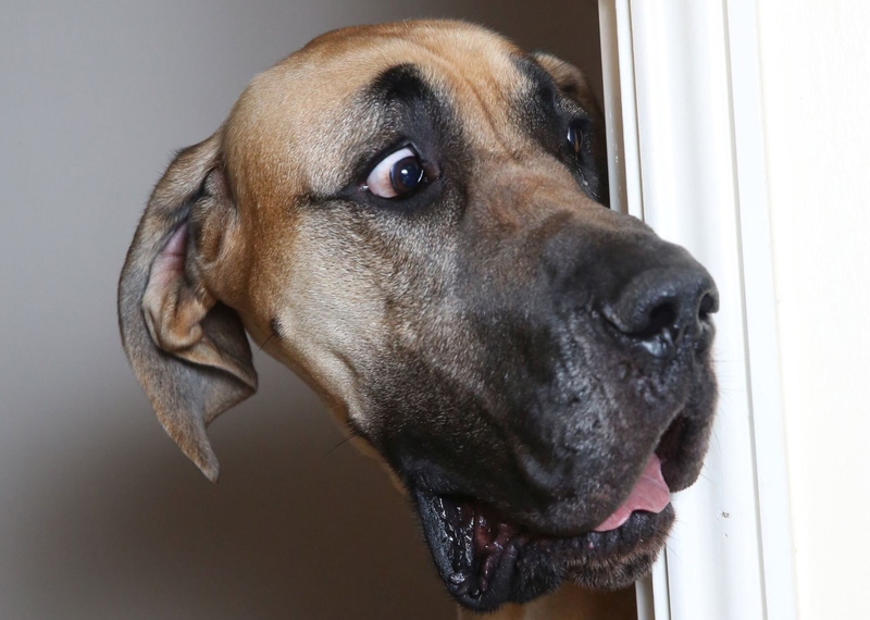 Pet, Muzzle, Dog, 1080P, Funny, Great Dane, Dogs