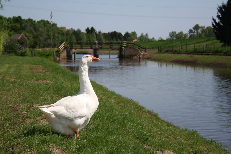 lake, day, outdoors, brook, grass, sluis, netherlands, animal wildlife, bird, plant, water, animals in the wild, two animals, animal, cygnet, lakeshore
