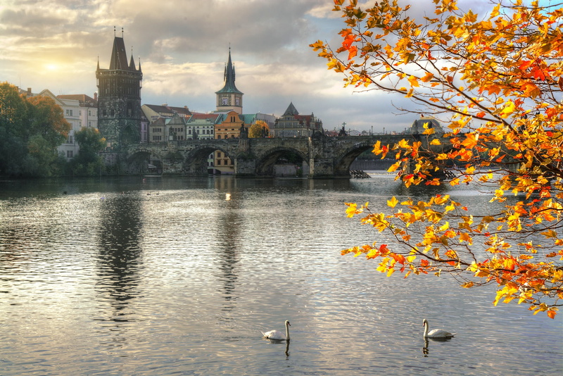 Eduard Gordeev, swans, autumn, Gordeev Edward, the city, bridge, home, branches, river, 1080P, Ed Gordeev, building, tower, Vltava, Prague