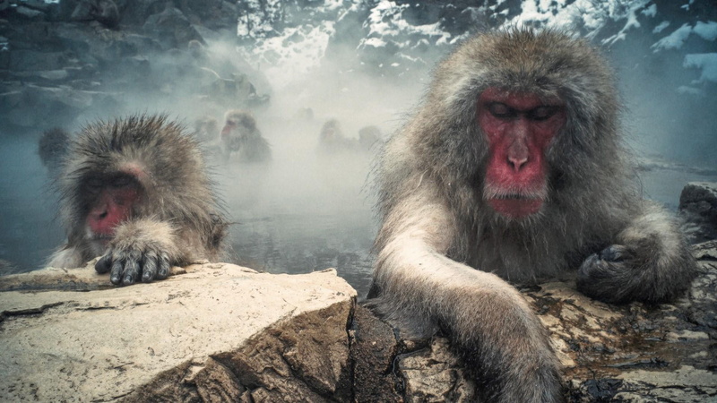 nagano, mammal, monkey, rock, hot spring, animals in the wild, wild animals, outdoors, nature, animal family, animal hair, animal themes, two animals, vertebrate