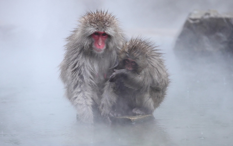 animal wildlife, group of animals, no people, two animals, primate, winter, animal themes, japanese macaque, vertebrate, cold temperature, animals in the wild
