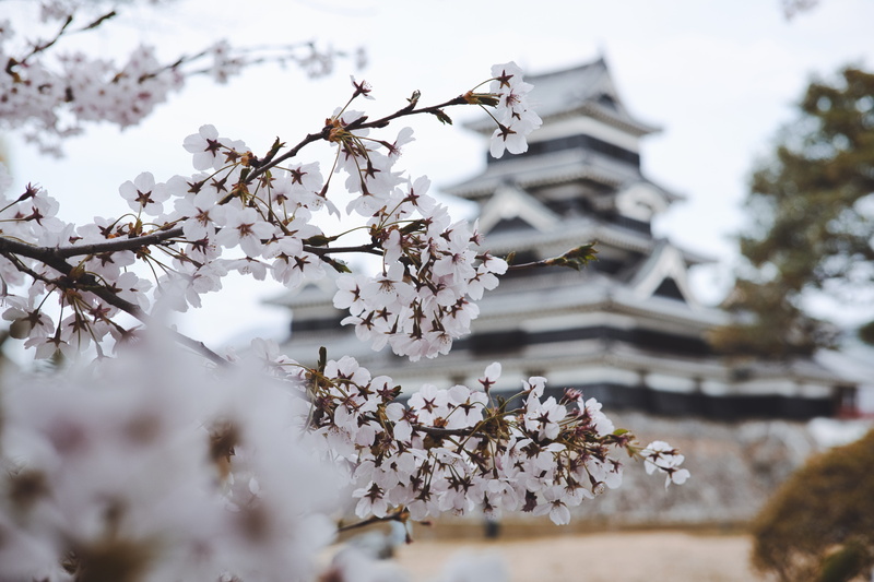 fragility, architecture, nagano, building exterior, 5K, japan, springtime, white color, built structure, tree, flowering plant, cherry tree, cherry blossom