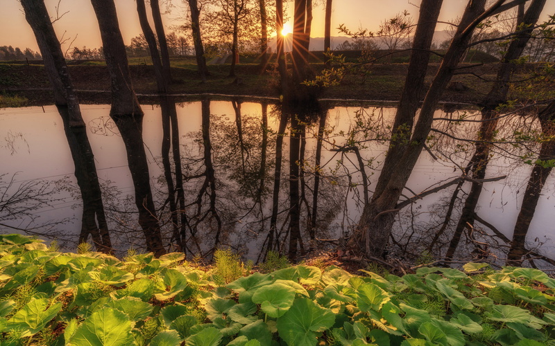 leaf, water, sunrise, nature, tree, beauty in nature, nagamine, plant, desktop, sun, sports, reflection, nagano, forest, phone, growth, tree trunk,