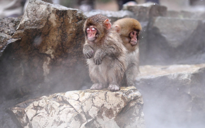 mammal, fog, close-up, rock - object, monkey, asia, 1080P, portrait, japanese Macaque, sitting, focus on foreground, pair, animals In The Wild, outdoors