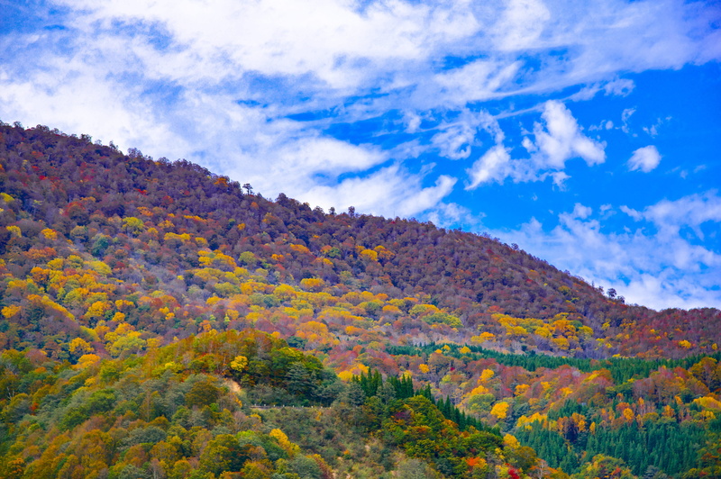 outdoors, tranquil scene, natural, landscape, autumnal leaves, niigata, Township, scenics - nature, nature, no people, growth, idyllic, non-urban scene