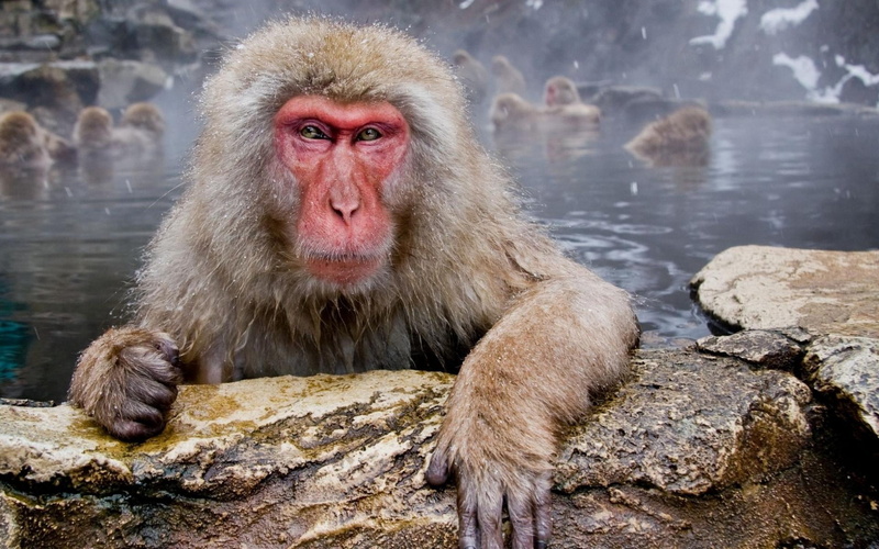 primate, animal wildlife, brown, japan, japanese Macaque, wildlife, rock - object, macaque, portrait, 1080P, water, mammal, ape, animals In The Wild, looking