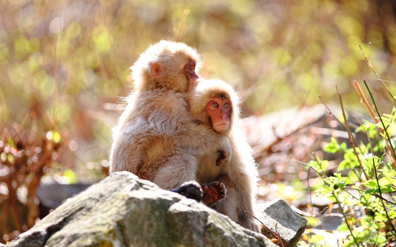 2K, group of animals, looking, steam, mammal, asia, close-up, nagano Prefecture, no people, japan, solid, monkeys, primate, two, animals In The Wild, eating