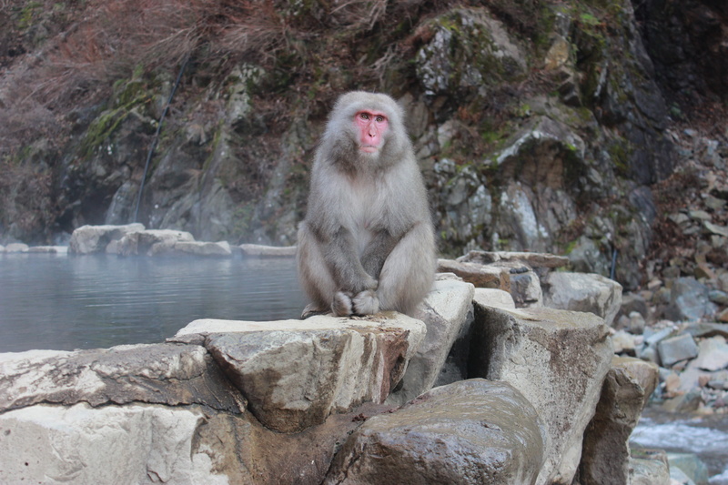ape, jigokudani monkey park, jigokudani, one animal, monkey, day, winter, mammal, rock, vertebrate, nagano, december, 5K, canon, animal, japanese macaque