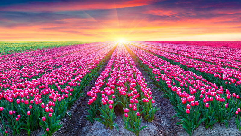 Netherlands, Pink Tulips, Tulips field, Sunrise, 5K, 5K, Beautiful