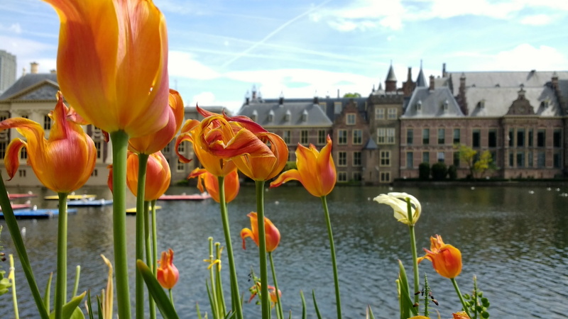 sky, petal, flowers, orange color, culture, flower, geranium, landmark, monument, netherlands, travel, day, historic, building exterior, flowering plant