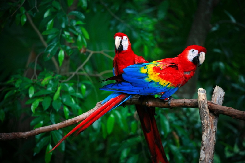 Macaw, Birds, Scarlet Macaw, 1080P, Wildlife, Bird