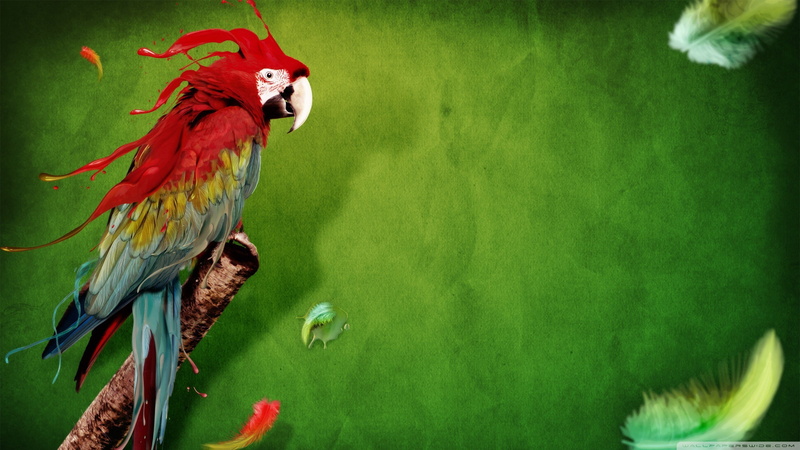 bird, parrot, day, vertebrate, no people, water, nature, scarlet macaw, green color, lake, feathers, animal, animals in the wild, red, 2K, macaw, animals