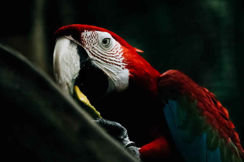 avian, beak, scarlet macaw, parrot, rainforest, scarlet, wildlife, animal themes, red, colourful, wild, 1080P, feathers, side view, animal head, focus