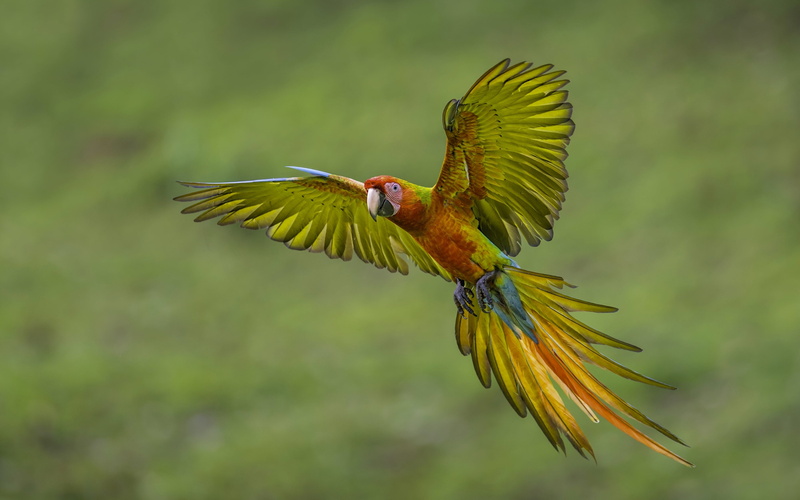 motion, nature, outdoors, mid-air, no people, animals in the wild, green color, parrot, feathers, wings, one animal, vertebrate, tail, Ara, multi colored