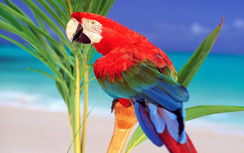 no people, day, 4K, hd, focus on foreground, top, animal wildlife, lap, outdoors, palm leaf, blue, macaw, perching, animal, scarlet macaw, red