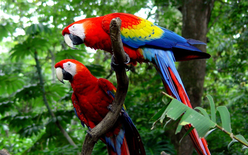 nature, animal wildlife, background, widescreen, 4K, two animals, branch, colorful, group of animals, bird, focus on foreground, amazon, plant, macaws