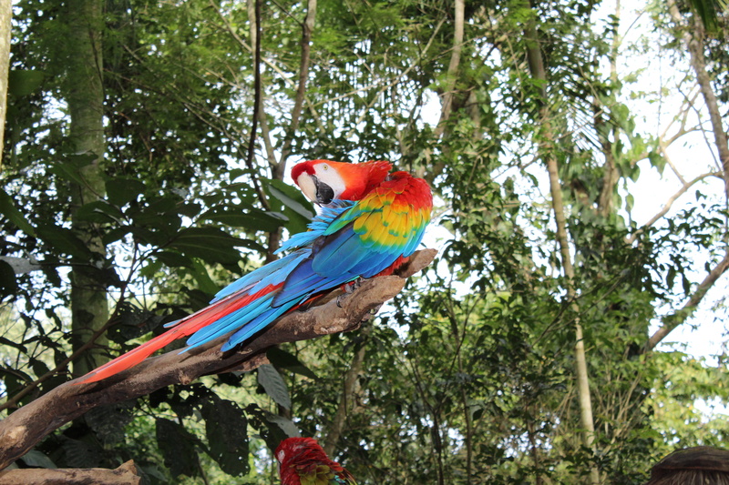 day, scarlet macaw, parrot, nature, branch, vertebrate, bird, multi colored, plant, perching, 5K, arara, no people, macaw, arara canindé, environment