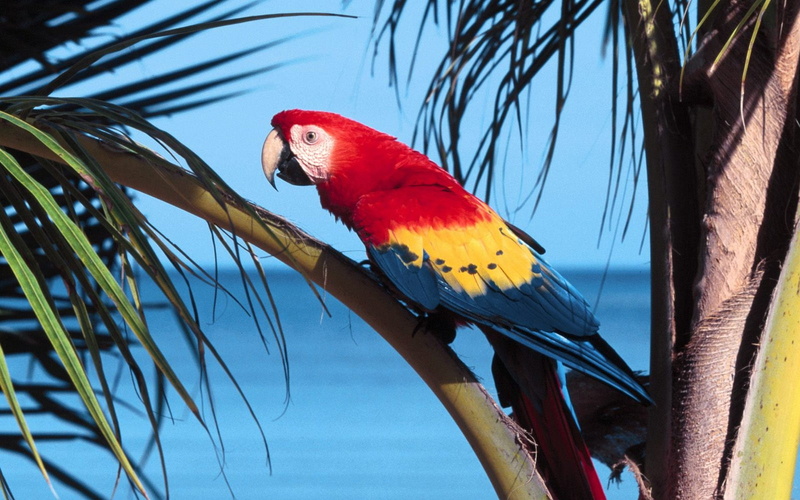 vertebrate, bird, real, papagayo, animals in the wild, 1080P, low angle view, macaw, palm tree, one animal, perching, day, plant, palm leaf, profile view