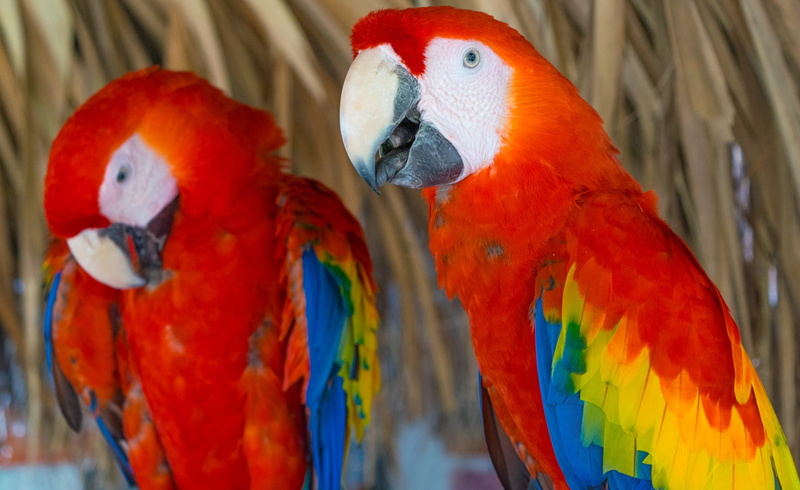 tropical bird, animal themes, bird, beak, close-up, 1080P, no people, parrot, yellow, animal head, multi colored, parrots, ave, macaw, animal wildlife