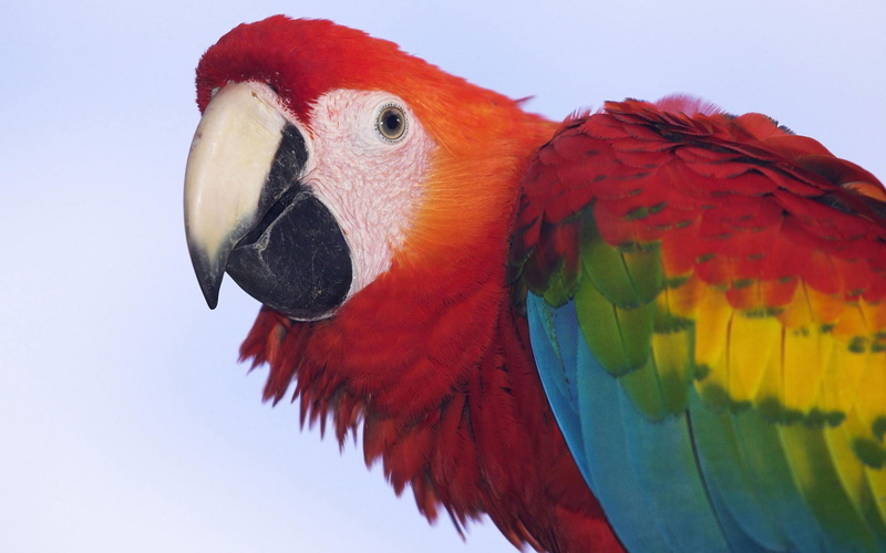 scarlet, profile, 1080P, macaw