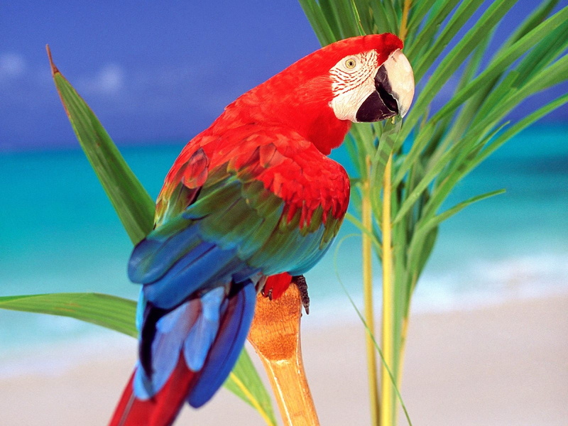 Macaws, birds, 720P, parrots, scarlet