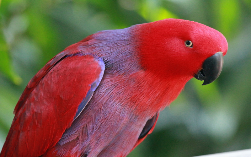 day, close-up, scarlet macaw, bird, nature, eclectus, no people, vertebrate, 4K, animal wildlife, parrot, focus on foreground, outdoors, animals in the wild