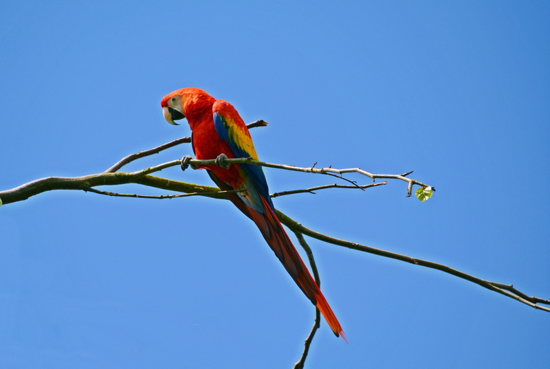 tropical bird, multi Colored, scarlet macaw, beak, sky, outdoors, animal themes, blue, red, rainforest, animal, vertebrate, plant, perching, nature, colorful