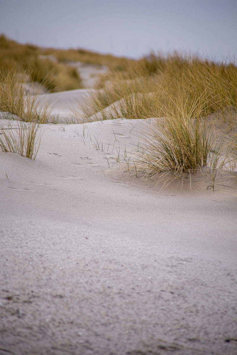 nature, plant, water, the hague, sand Dune, land, beauty in nature, kijkduin, dunes, sea, landscape, marram grass, sand, environment, animal, scenics - nature