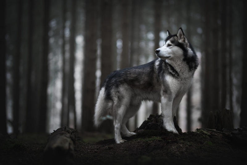 white, profile, 1080P, look, dog, trees, face, Siberian husky, husky, is, log, grey, trunks, nature, forest, pose, stump, the dark background, turned his head