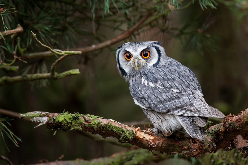 trees, eyes, sovushka, branches, White faced scoop owl, faced, owl, 1080P, Bird, scoop, white, forest