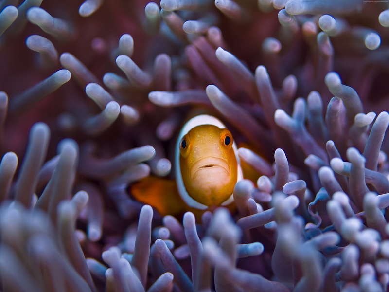 sealife, Gili, Worlds best diving sites, diving, indian, Island, Bali, 2K, tourism, orange, sea, 5k, pacific, Clownfish, 4k, ocean, underwater