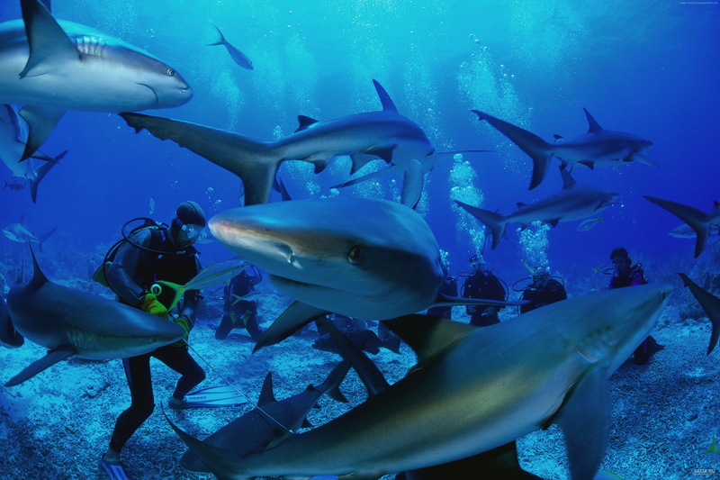booking, beach, rest, shark, 4k, ocean, vacation, Worlds best diving sites, 4K, diving, travel, 5k, Thailand, Similan Islands