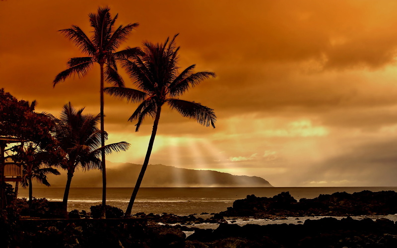 palm, body, water, rocks, near, coconut, trees, silhouette, sunset, ocean, tropics, sea, palmier, 2K