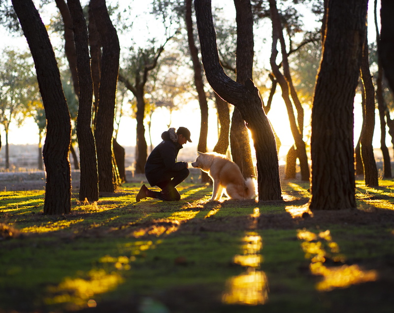 ichiro_riu, outdoors, one animal, atardecer, pet owner, domestic, tree trunk, domestic animals, plant, nature, jose carlos ichir, brown, people, tree, hora dorada