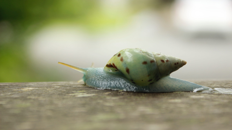 single object, focus on foreground, speed, close-up, wood - material, freshness, spiral, slow, wood, shell, snail, blue, fruit, green color, still life